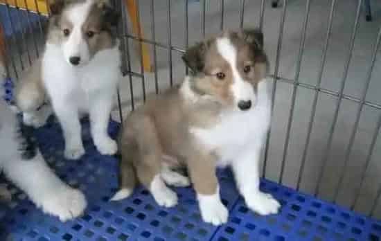 苏格兰牧羊犬|苏格兰牧羊犬像是嗓子里有东西卡住了