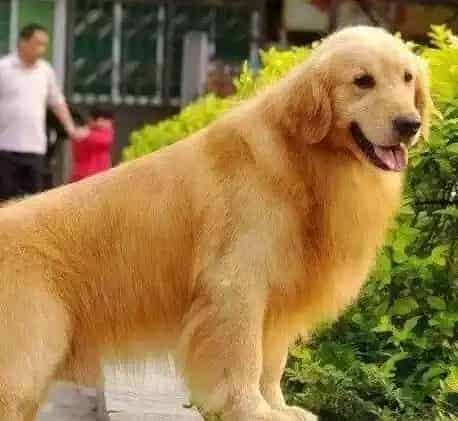 金毛|金毛犬需要必备哪些生活用品