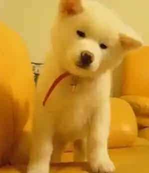 秋田犬|安全保卫战 如何保证秋田犬的健康和生命