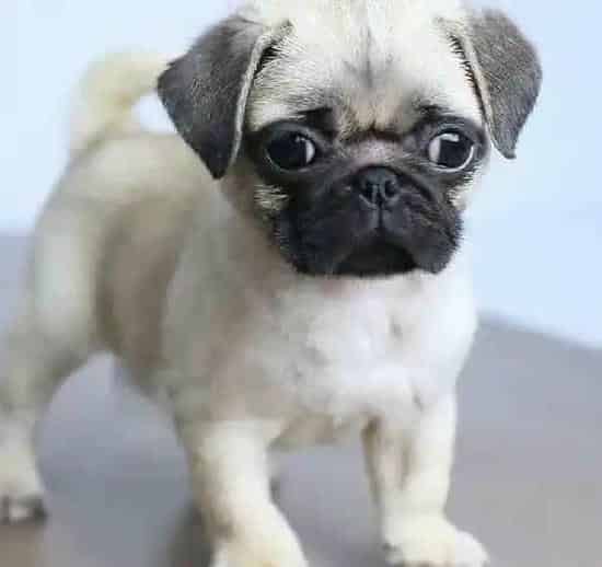 巴哥犬|巴哥犬咳嗽流浓鼻涕是怎么回事