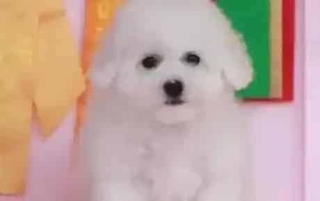比熊犬|想知道比熊犬的年龄可以看它的牙齿