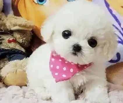 比熊犬|比熊犬得了犬瘟，请问专家怎么治疗