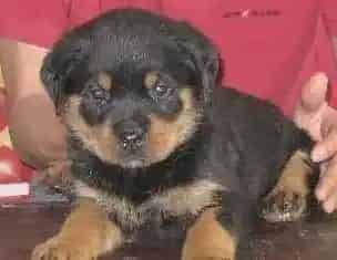 罗威纳犬|罗威纳犬拉便便带血要吃什么药治疗