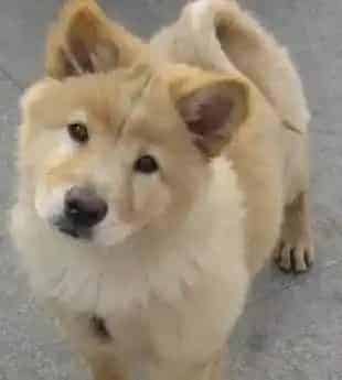 秋田犬好养吗 秋田很聪明易于训练 | 秋田犬