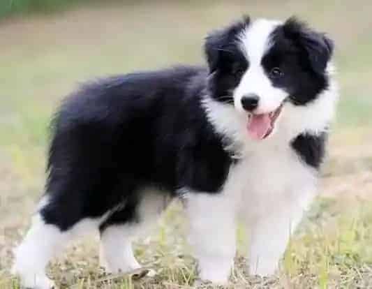 边境牧羊犬|边境牧羊犬吃金若瑞狗粮有味道而且还脱毛怎么回事