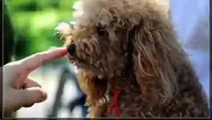 贵宾犬|交流无障碍 与陌生贵宾犬相处的三个要诀