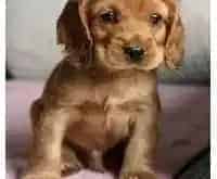 可卡犬|可卡犬吃完驱虫药又拉又吐有没有事