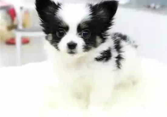 蝴蝶犬|蝴蝶犬散步期间可以进行的游戏种类有哪些