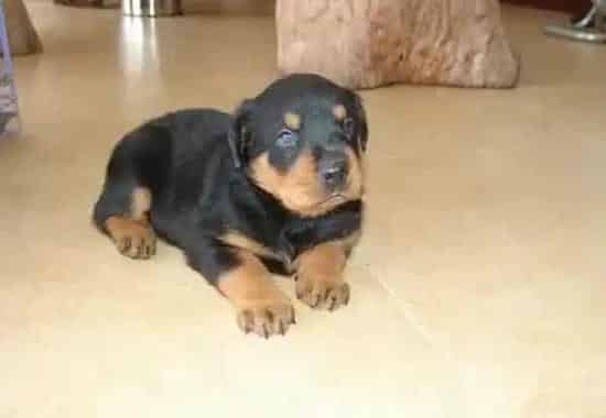 罗威纳犬|一个半月的罗威纳犬可以洗澡吗