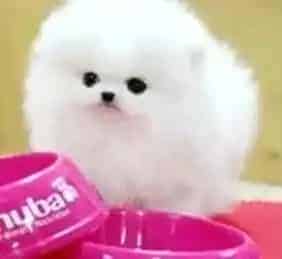 博美犬|如何给博美犬做好防疫工作 打哪种药物好