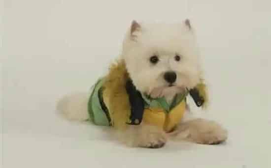西高地|生活环境的变化与西高地犬健康的关系