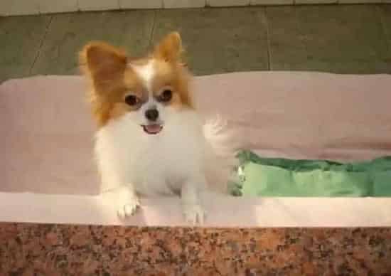 蝴蝶犬|让蝴蝶犬乖乖吃药的小秘籍