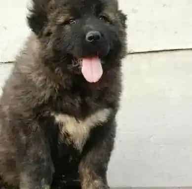 高加索犬|高加索犬吃什么食物才能让它胖点