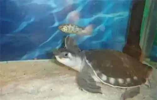 猪鼻龟吃面包虫吗 新手养猪鼻龟注意事项 | 猪鼻龟