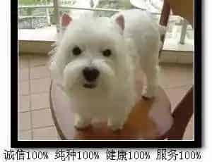 西高地|西高地在发情期会表现出哪些举动