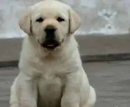 拉布拉多|拉布拉多犬有点轻微感冒吃什么药