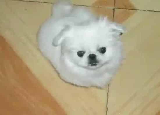 京巴狗|京巴犬咳嗽，口吐白色粘液是什么问题