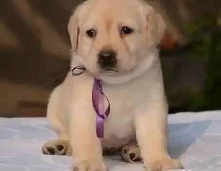 拉布拉多|专家指点如何饲养健康的拉布拉多犬