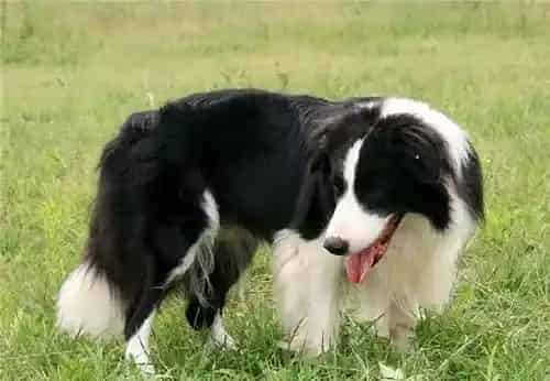 边境牧羊犬可训练性 可训练性是很大的 | 边境牧羊犬