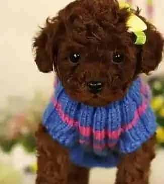 泰迪犬|泰迪犬患上急性肠炎开始拉肚子了很频繁