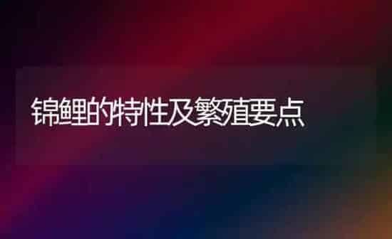 锦鲤的特性及繁殖要点 | 鱼类宠物