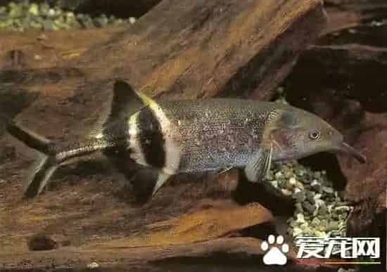 象鼻鱼的饲养 爱食沙中的线虫等小型活饵料 | 象鼻鱼