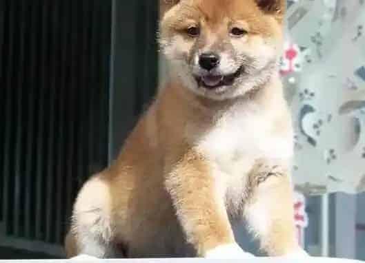 柴犬|柴犬患上细小刚康复，有点拉稀吃什么药