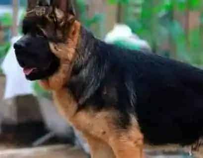 德国牧羊犬|德国牧羊犬需要补充哪些蛋白质饲料