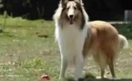 苏格兰牧羊犬|最好的美容院教你怎样给苏格兰牧羊犬梳理毛发