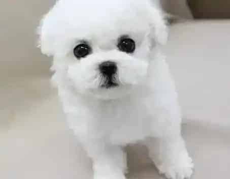 比熊犬|想给自家的比熊犬换狗粮什么种类比较好