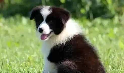 边境牧羊犬|边境牧羊犬拉带粘膜的便便 正常吗