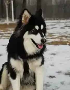 阿拉斯加犬|训练要有道 听话的阿拉斯加犬是怎样训练成的
