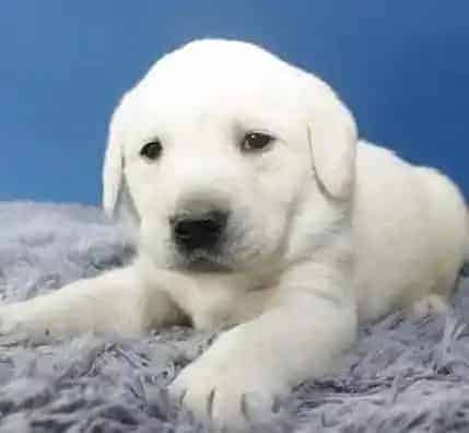 拉布拉多|拉布拉多犬经常出现干呕和腹泻的现象是怎么回事