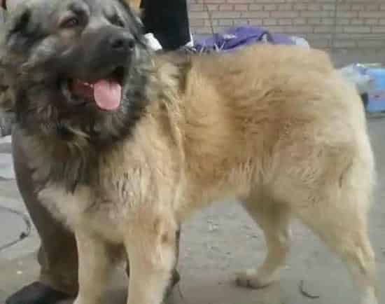 高加索犬|高加索犬拉稀，流鼻涕应该给它吃什么药能康复