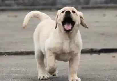 拉布拉多|拉布拉多犬很粘人总是要我抱怎么办呢