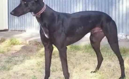 格力犬|刚买的格力犬老趴着不吃东西怎么办