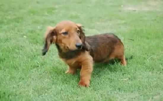 腊肠犬|才买回来的腊肠犬有皮肤病用什么药治疗