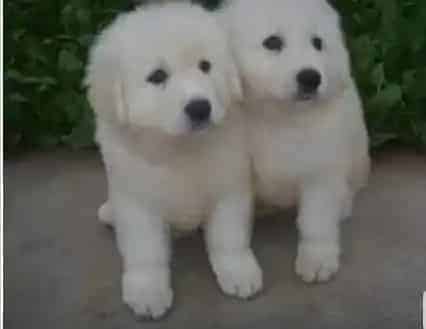 大白熊犬|夏日艳阳 如何给大白熊犬做防晒
