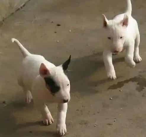 牛头梗|牛头梗鼻子干得了肺炎怎么治疗