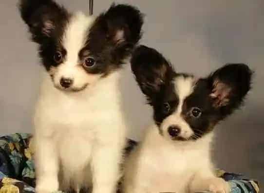 蝴蝶犬|蝴蝶犬拉血很严重到底是什么原因