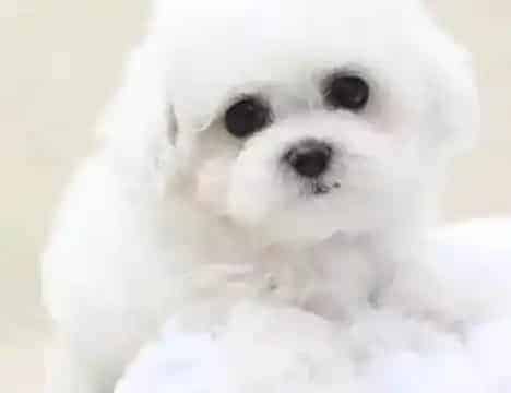 比熊犬|比熊犬最近鼻子破了流黄脓水什么情况