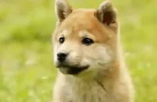 秋田犬|夏季虫蚊很多 秋田犬外出期间须谨慎