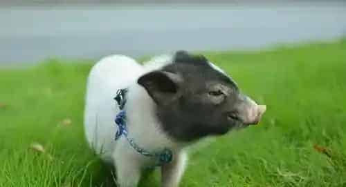 如何养小香猪 想要养好小香猪的六个方面 | 猪