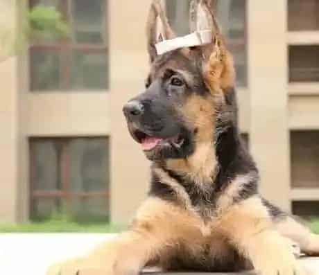 德国牧羊犬|德国牧羊犬能吃冰激凌和西瓜吗