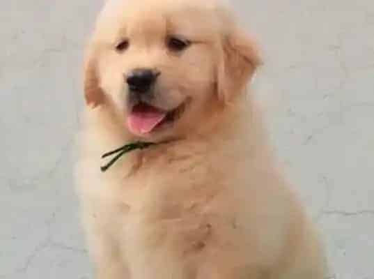金毛|金毛犬长螨虫身上体味非常难闻 用什么药物治疗好