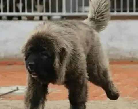 高加索犬|高加索犬食物中毒以后要怎样及时的处理