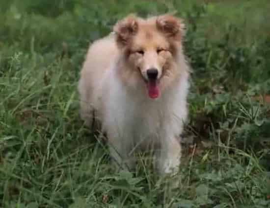 苏格兰牧羊犬|护理有良方&nbsp;产后的苏格兰牧羊犬应该怎么照顾它