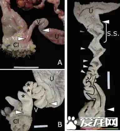 鸟怎么交配 对于绝大部分的鸟类是快枪手 | 鸟