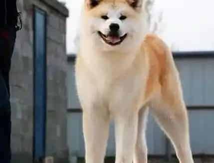 秋田犬|阻止秋田犬扑人应采取的措施有哪些