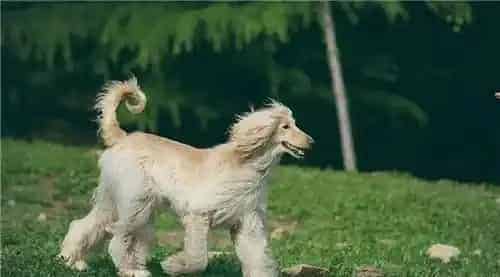 阿富汗猎犬能养吗 阿富汗猎犬相当的好养 | 阿富汗猎犬